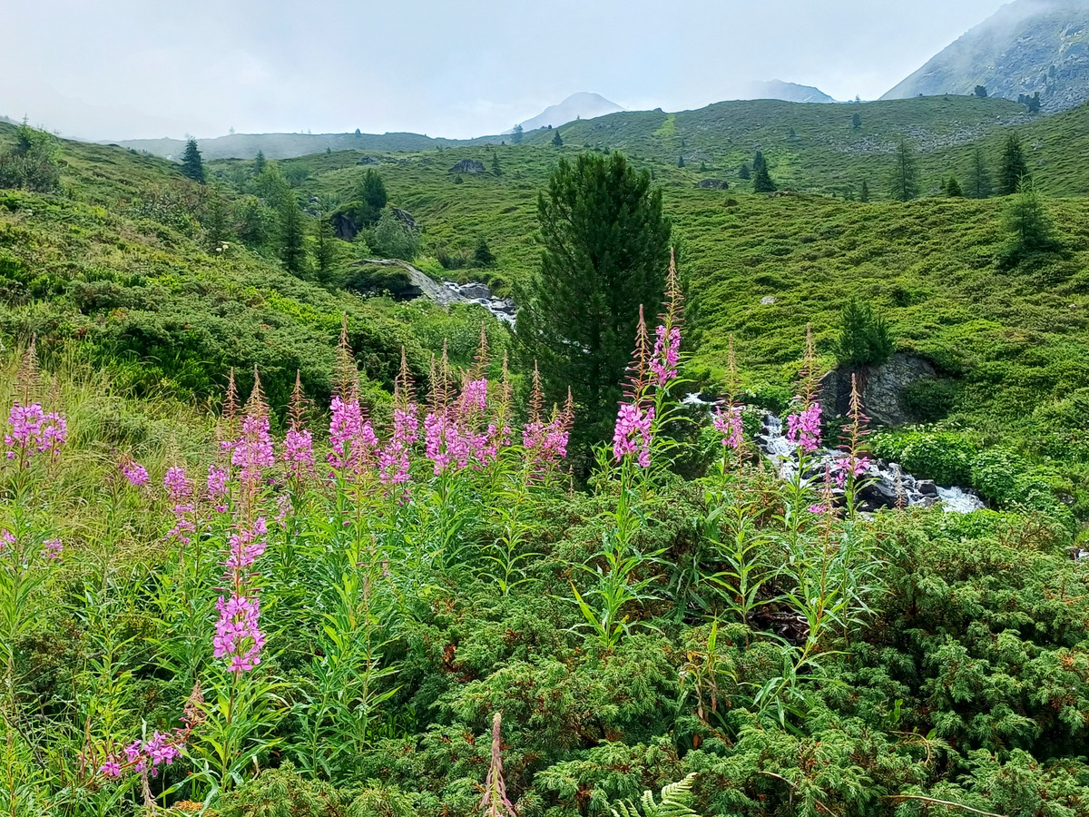 Package Hotel Post: Regenwanderung mit Willi 
